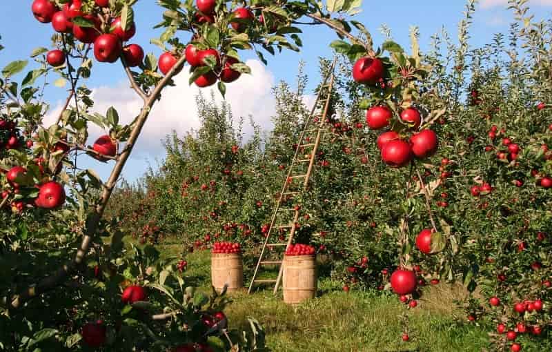 Apple orchards & trails